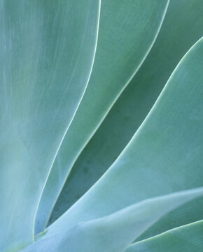 Closeup of portion of a blueish green succulent plant