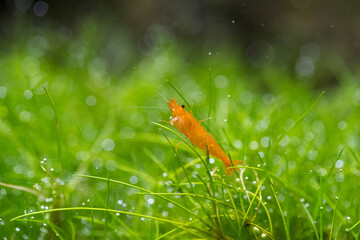 Neocaridina Davidi Orange Fire III