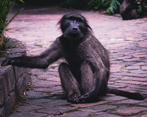 Baboon
