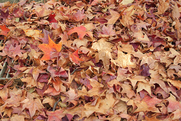 autumn leaves background