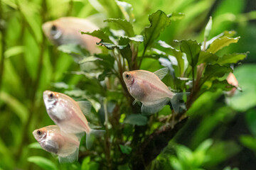 Wei&szlig;er Trauermantelsalmler Gruppe