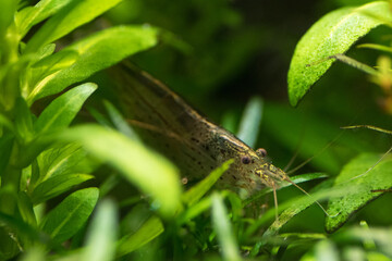 Amanogarnele II