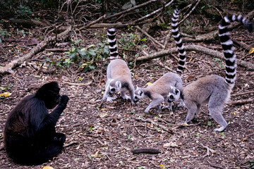 Black Howler and Lemurs
