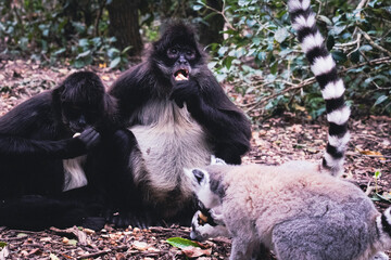 Black Spider Monkeys Eating