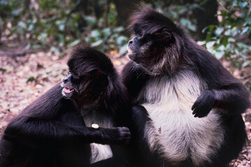 Two Black Spider Monkeys
