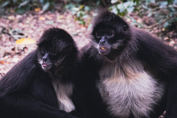 Two Spider Howler Monkeys
