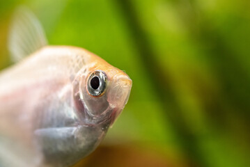 Wei&szlig;er Trauermantelsalmler