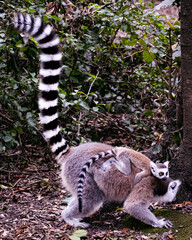 Mom and Baby Ring-Tailed Lemurs