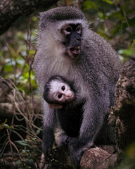Naklejka na ściany i meble Mom and Baby Vervet Monkeys
