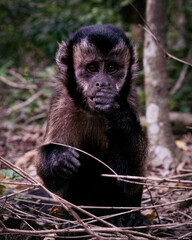 Brown Capuchin Monkey