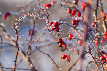 Rose hip bush with red berries in snow and frost dew on cold winter day