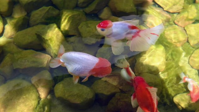 Ranchu fish swimming in pond, pet fish concept