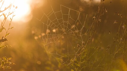 spider web with dew drops