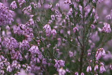 Obraz premium Erica Erigenea pink flowers