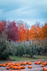 Pumpkin patch at an orchard in the fall