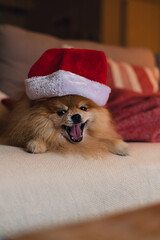 Little fluffy Pomeranian puppy dog in red Santa Claus hat at Christmas lying on a couch decorated with pillows and blanket in modern interior room. Family holidays.