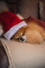 Little fluffy Pomeranian puppy dog in red Santa Claus hat at Christmas lying on a couch decorated with pillows and blanket in modern interior room. Family holidays.