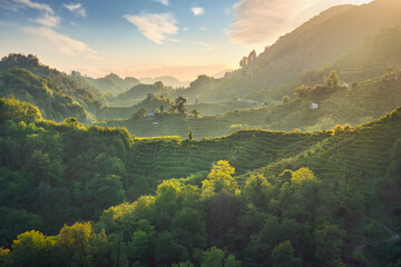 Prosecco Hills hogback, vignobles au coucher du soleil. Site de l& 39 Unesco. Vénétie, Italie