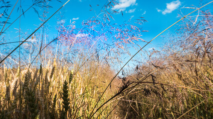 Abstract image, view through grass stalks and crops against a blue sky, selected focus