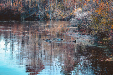 Duck on a pond during the fall