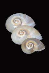 Italy, Tuscany Principina a Mare, Grosseto, Trio Di Shells, Neverit Josephinia, Focus Stacking