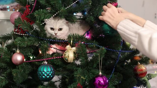 Funny white British cat sits on a Christmas tree. Close-up of hands decorating Christmas tree with balls on the background of bright festive lights.