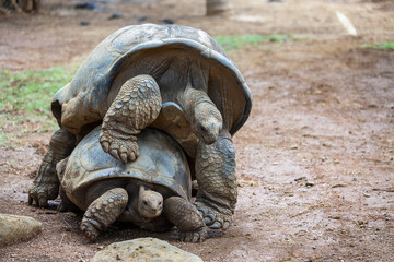 The Seychelles giant tortoise or aldabrachelys gigantea hololissa, also known as the Seychelles...