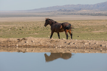 Wild Horse Reflected in a Utah Desert Waterhole