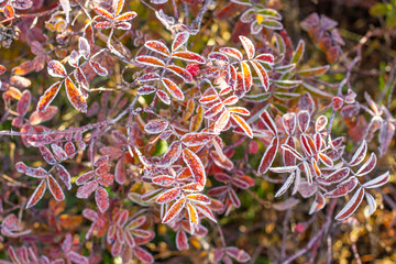 Bright fall briar leaves covered in large frost crystals on a cold morning