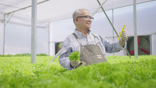 Senior mature man checking quality ph of organic vegetables. Hydroponics farm organic fresh harvested vegetables concept