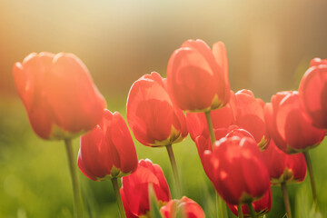 Blooming red tulips in sunlight.