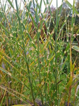 Zebra grass, Miskant chiński (Chinese silver grass)
