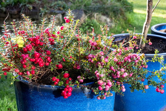 「Gaultheria」の写真素材 | 899件の無料イラスト画像 | Adobe Stock