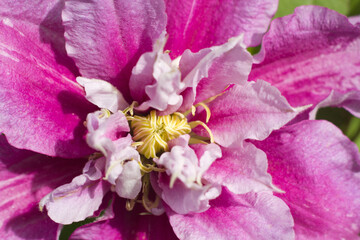 Obraz premium Close-up of a double flower of clematis piilu