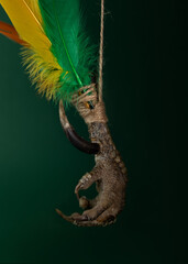 Chicken foot amulet with multi-colored feathers. Dried rooster's leg with a large spur. Magic...