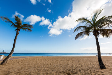 palm trees on the beach tenerife