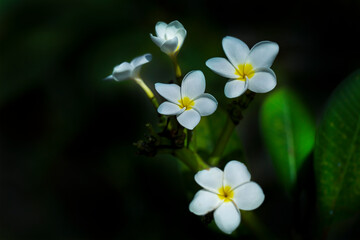 Fototapeta premium white flowers in the garden