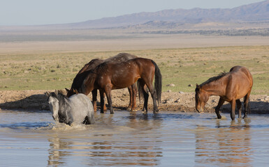 Fototapeta na wymiar Herd of Wild Horses Reflected in a Utah Desert Waterhole