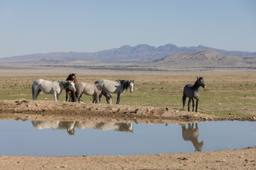 Fototapeta na wymiar Herd of Wild Horses Reflected in a Utah Desert Waterhole