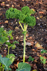 A plant of curly kale or cabbage cultivars is growing in a kitchen garden in winter sunshine