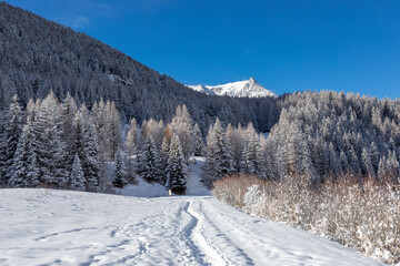 Fototapeta na wymiar Winter landscape with snow and frosted pine tree forest during sunny day with clear blue sky. - Grand Paradis Natural Reserve - Cogne, Aosta Valley, Italy