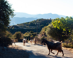 goats walking on road in mountains, village landscape