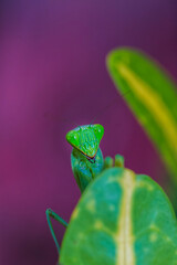 close up of a green Mantis
