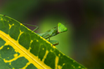 Mantis on a leaf