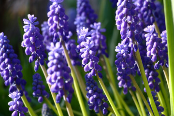 Solar spring evening. Muscari plentifully blossom in small blue flowers in inflorescences. Original evening solar lighting.
