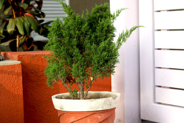 Young green plant in traditional flower pot in India