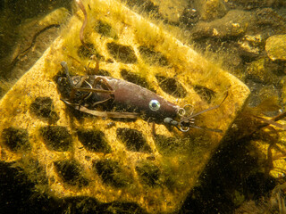 An underwater picture of a fishing lure for catching predatory fish. Brown lure on a yellow brick. The concept of active recreation