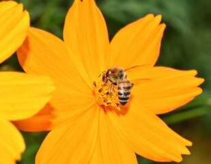 A Honey Bee Pollinating a Cosmos Flower in a Flower Garden in Trinidad, West Indies.