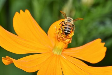 A Honey Bee Pollinating a Cosmos Flower in a Flower Garden in Trinidad, West Indies.