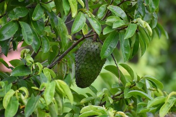 Soursop or Annona muricata Fruit on Tree
